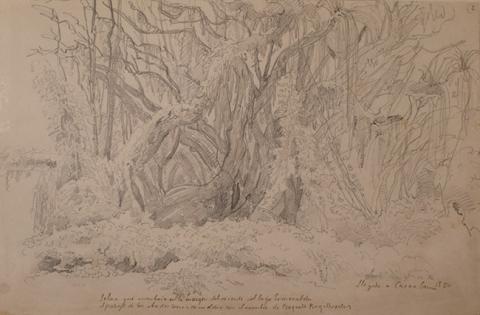 Primera imagen del registro Dibujos De Plantas Del Lago Esmeralda