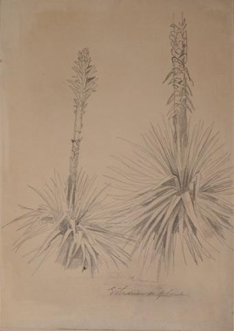 Primera imagen del registro Estudios de Plantas