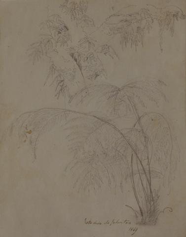 Primera imagen del registro Dibujo de plantas