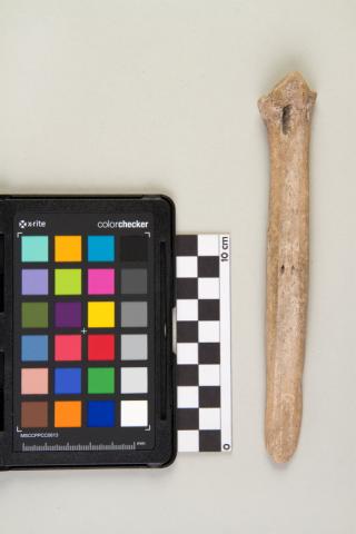Primera imagen del registro Espátula