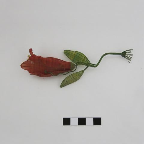 Primera imagen del registro Flor de copihue