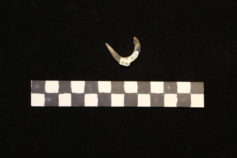 Primera imagen del registro Anzuelo