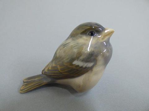 Primera imagen del registro Gorrión (Passer domesticus)