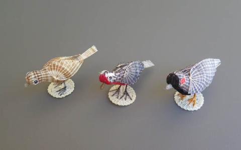 Primera imagen del registro Aves Nativas
