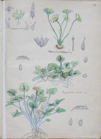 Primera imagen del registro Dibujos botánicos de Claude Gay