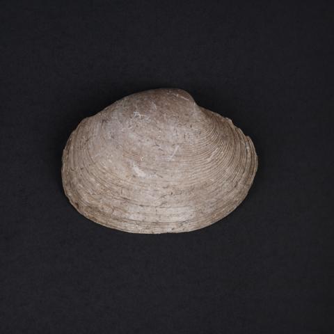 Primera imagen del registro Recipiente de conchas