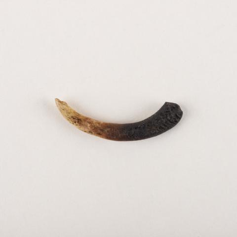 Primera imagen del registro Barba de anzuelo