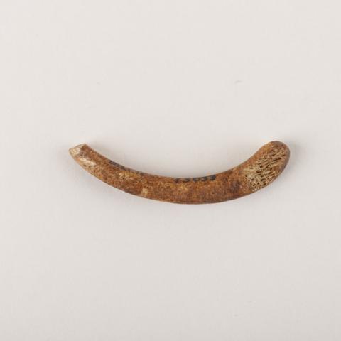 Primera imagen del registro Barba de anzuelo