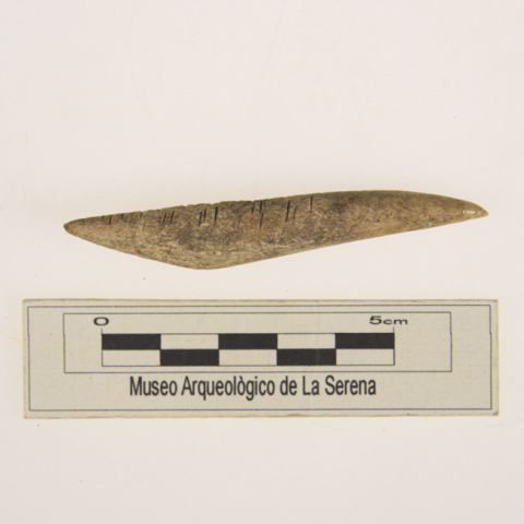 Primera imagen del registro Barba de arpón