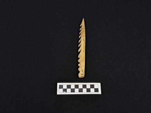 Primera imagen del registro Shúshoea