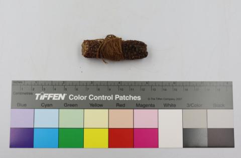 Primera imagen del registro Coronta maíz