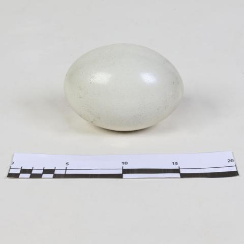 Equipo de registro MRM