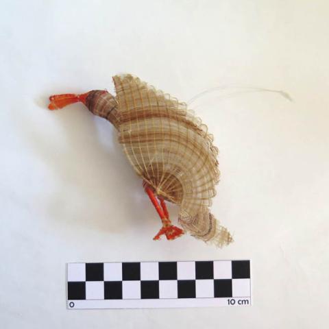 Margarita Valenzuela