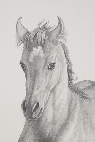 Andrea Loyola Rodríguez